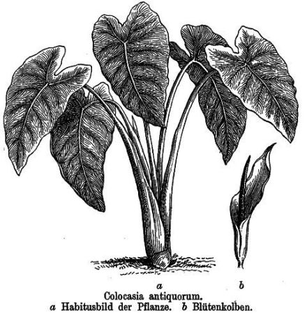 Colocasia antiquorum - Колоказия древняя